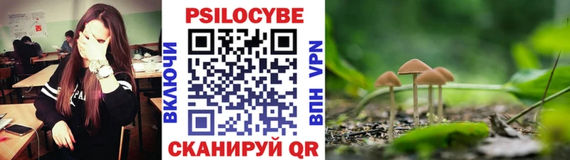 где купить наркоту Павловская кракен сайт Псилоцибиновые грибы MAGIC MUSHROOMS